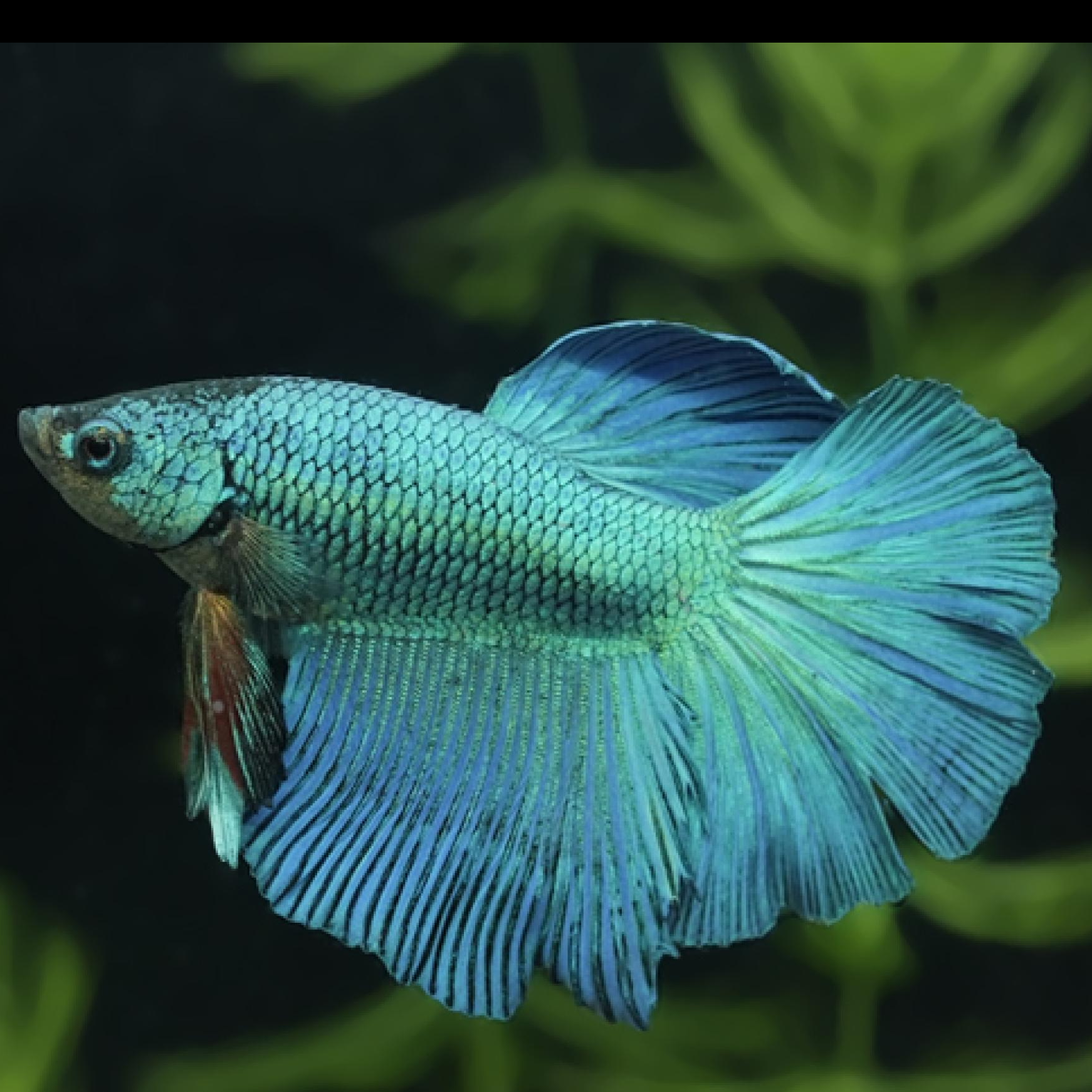 ベタ スーパーデルタ ホワイト